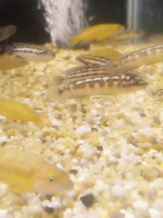 Julidochromis transcriptus kelemie tanganika