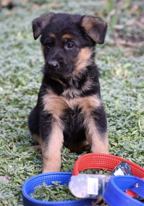 Щенки немецкой овчарки