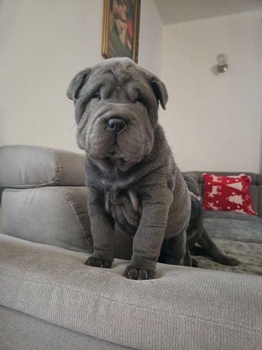 Shar Pei szczenię rodowód
