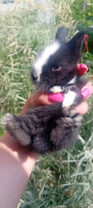 Króliczki miniaturki lwie