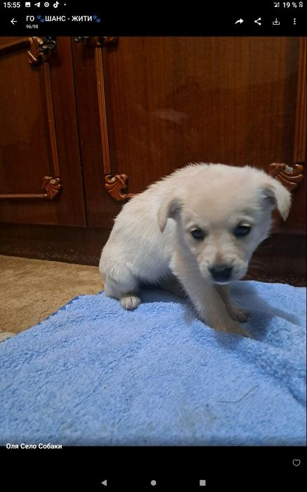 Животные  в добрые руки