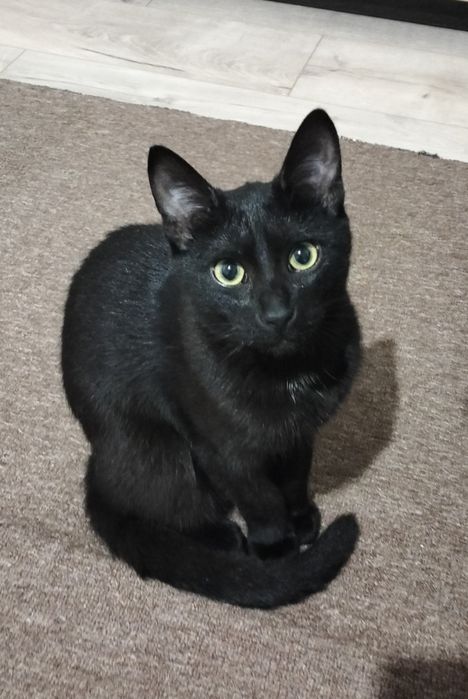 Віддам котика 6 міс. ( кастрований)