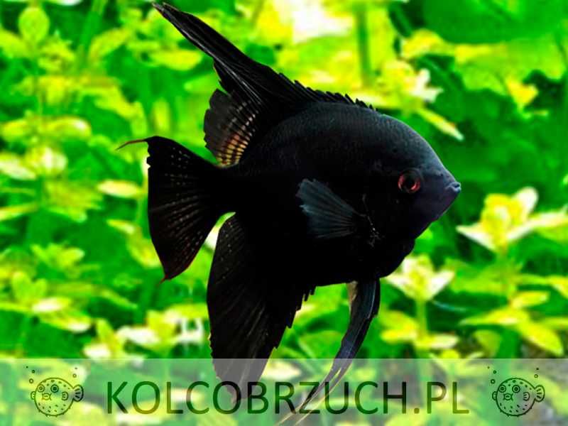 Żaglowiec skalar odmiana CZARNA - Pterophyllum - dowóz, wysyłka