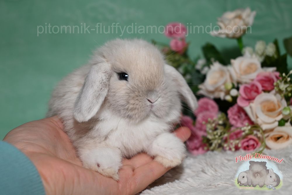 Кроленя NHD. Висловухий кролик з розплідника. Рідкісної зовнішності!