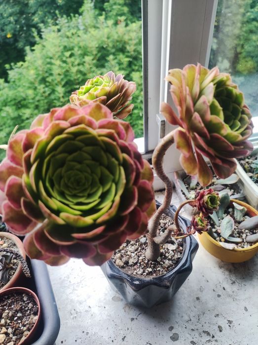 echeveria marble variegated suyon