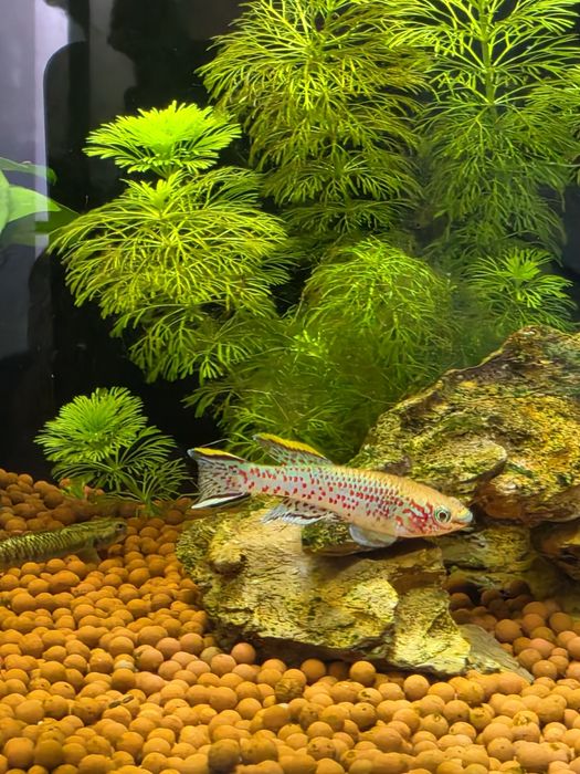 Killi Gardneri (Aphyosemion Gardneri)