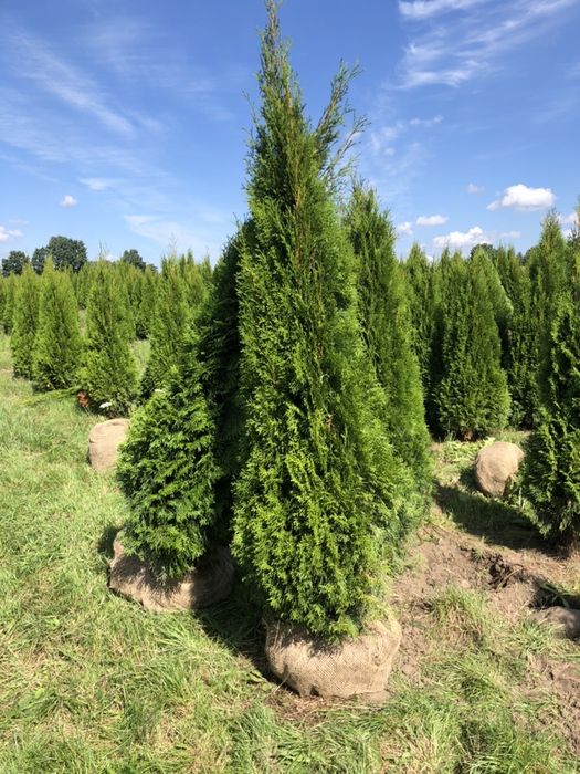 Sprzedam  tuje szmaragd od 120 cm do 170 cm