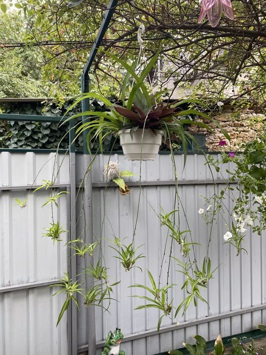 Хлорофитум и традесканция