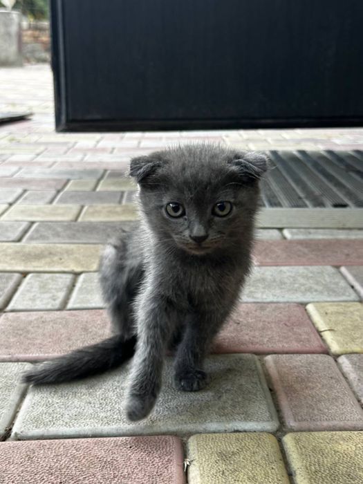 Продаж любячих кошенят