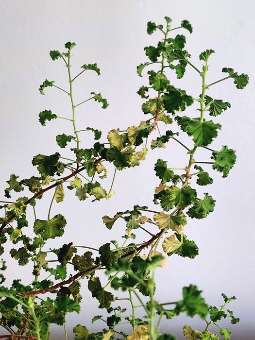 Пеларгонія Crispum Peach Cream - величезне дерево