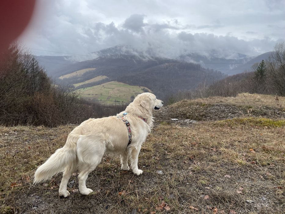 Золотистый ретривер вязка