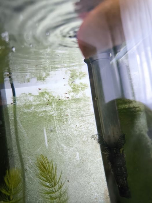 Guppys Bebes Variados