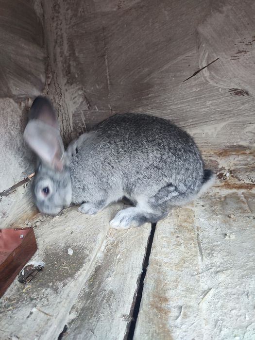 Продам кроликов разного возраста