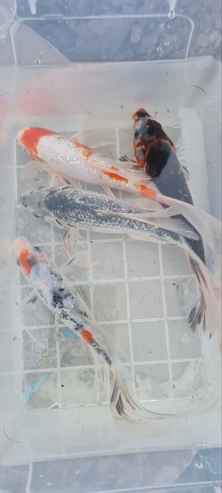 Карпы Кои продам