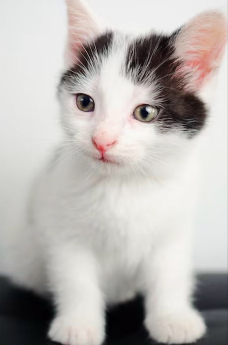 Da-se gatinhos bebes