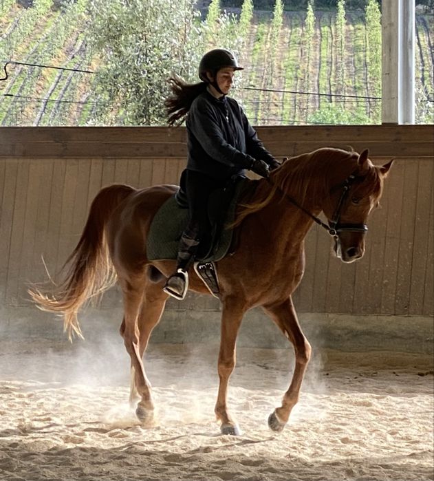 Vendo PSA, 5 anos, castrado, lazao, 1,61 cm
