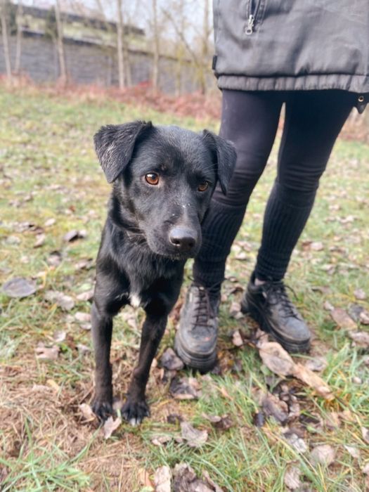 Chrupek 2 letni samczyk do adopcji