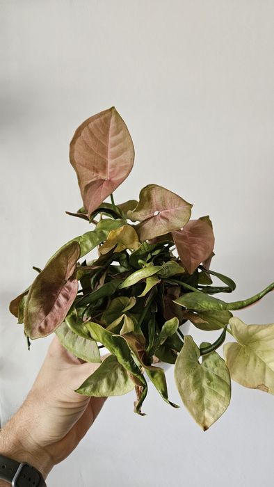 syngonium, zroslicha