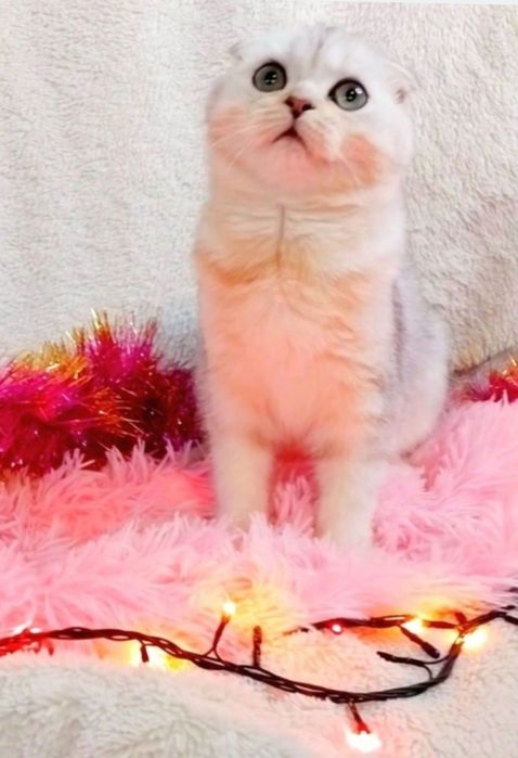 Зеленоглазый шотландский котёночек шиншиллка