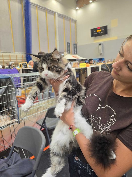 Piękna dziewczynka  Maine Coon