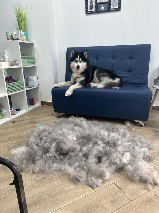 Груминг,грумер,экспресс линька,експрес линяння