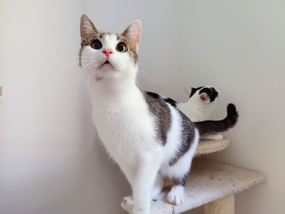 Kotka do adopcji - LOLA, 1 rok