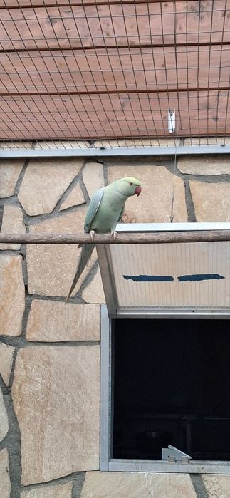 Aleksandretty obrożne samice z DNA