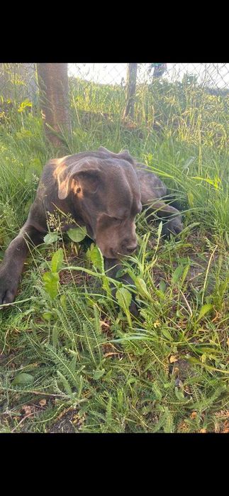 Oddam szczeniaka rasy cane corso