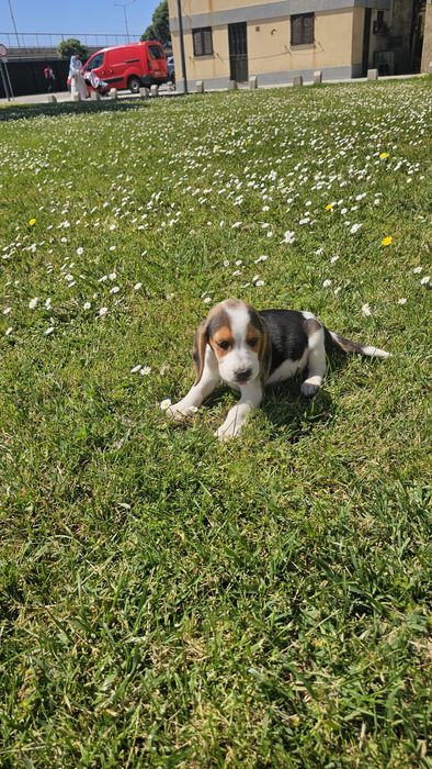 Beagle tricolor macho