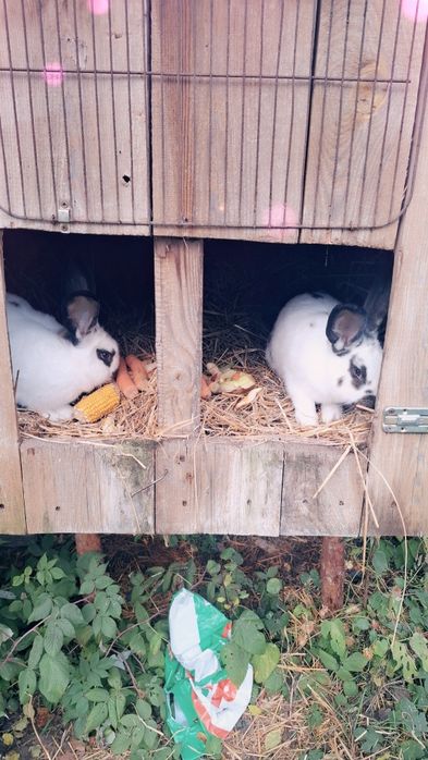 Sprzedam króliki srokacz