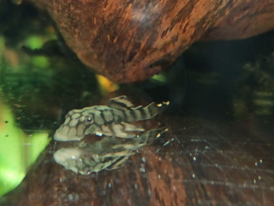 Zbrojnik Ancinstrus L-519 KIEFNERI