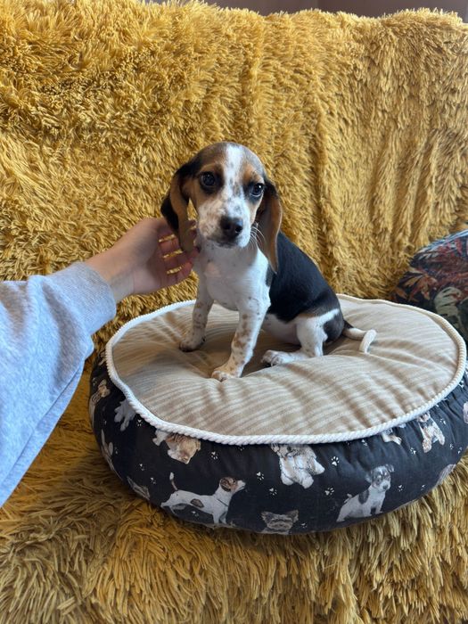 Suczka Beagle do odbioru