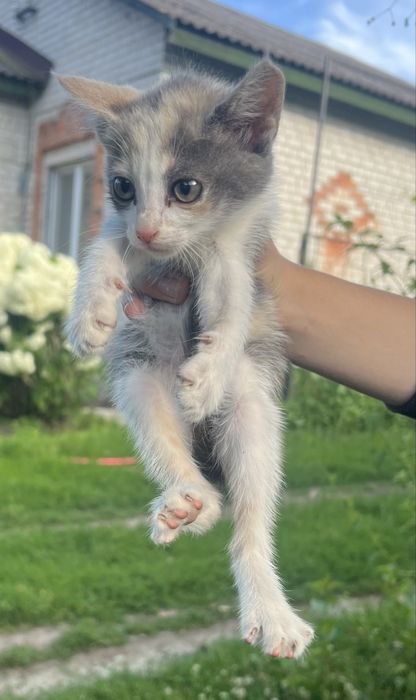 Кошеня в добрі руки  Срочно