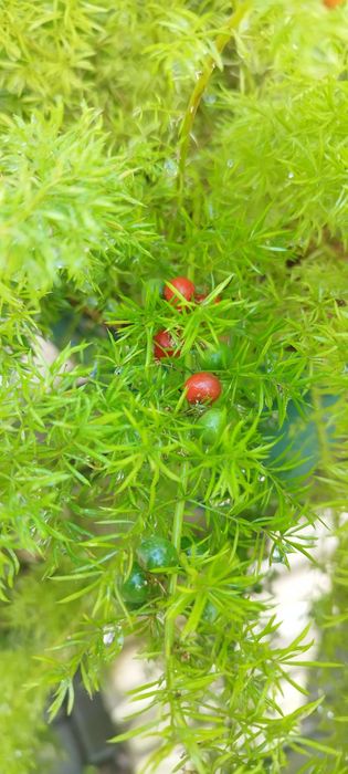 Аспарагус Мейера, свежие семена