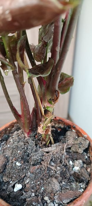 Syngonium strawberry ice