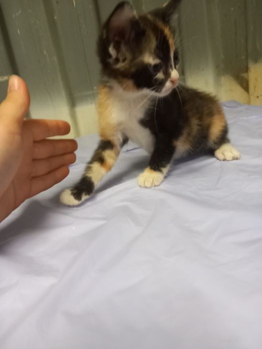 Gatinhos para Adopção Responsável