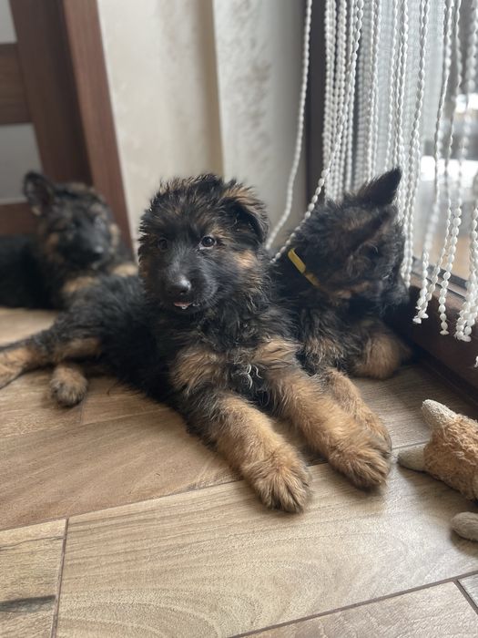 Owczarek niemiecki długowłosy chłopak 4 mce