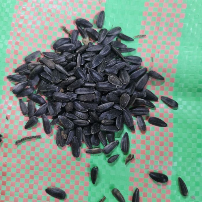 Słonecznik czarny pokarm dla ptaków do karmnika karma