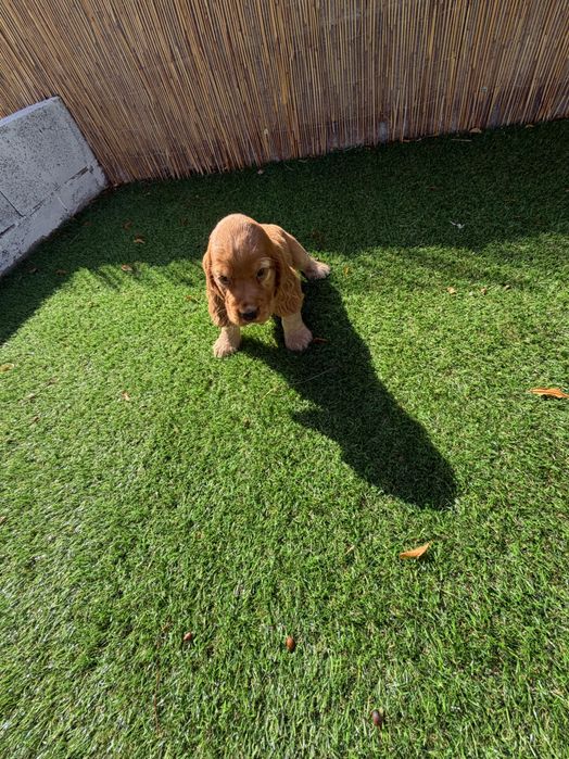 Cocker Spaniel Inglês Dourado.