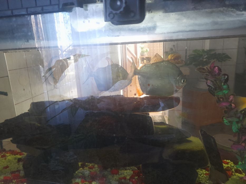 Akwarium 112L zestaw