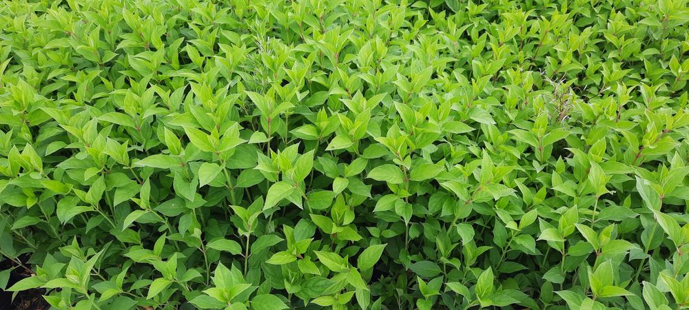 Hortensja bukietowa P9 w odmianach