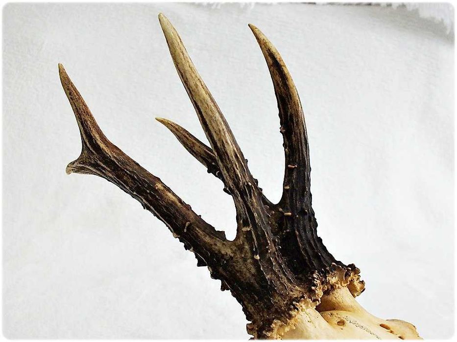 Parostki kozła z czaszką dł.18cm Myślistwo