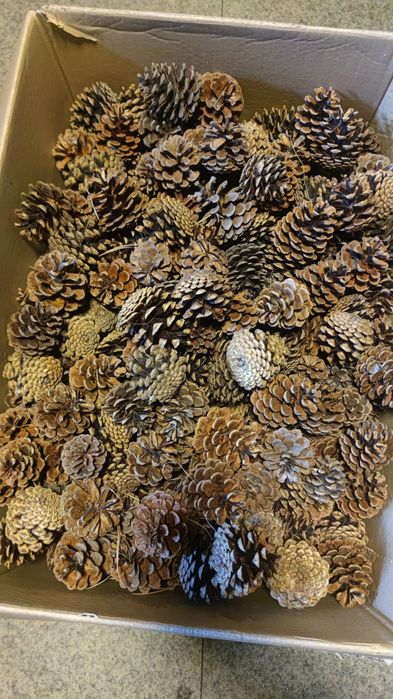 Szyszki sosnowe DIY 10kg