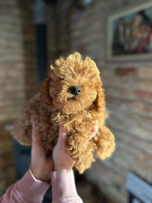 Suczka pudel toy płowa