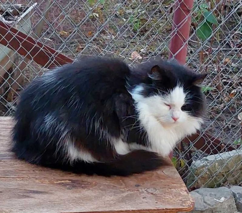 Отдам даром в добрые руки пушистую черно-белую кошечку