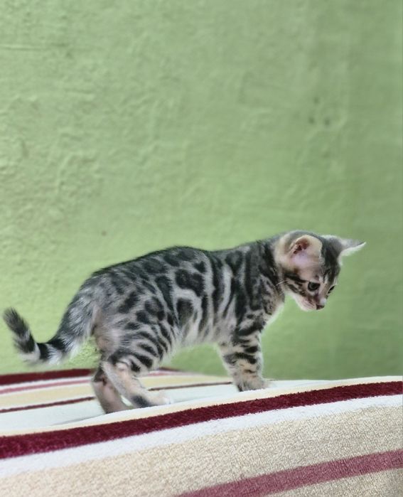 Бенгальская кошка