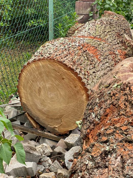 Dąb - pień dębu ścięty 27.05