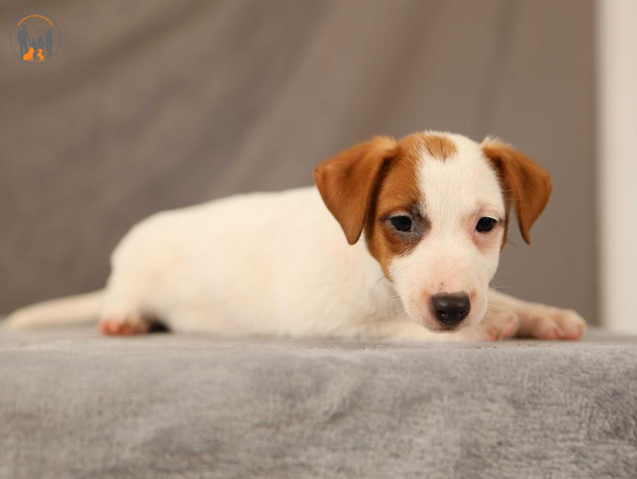 Jack Russell Terrier po Championie rezerwacja