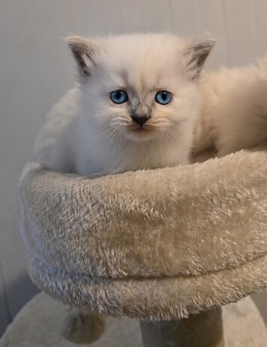 Kocurek ragdoll Rag a odbiór koniec października