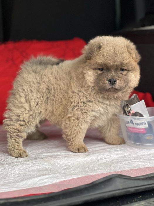 Класна пані чау чау . доставка.